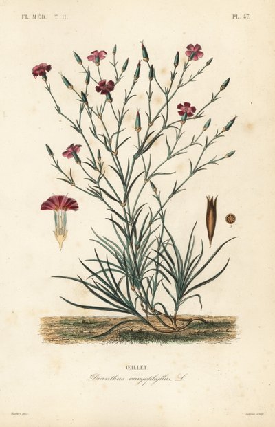 قرنفل أو قرنفل قرنفل ، Dianthus caryophyllus ، Oeillet بواسطة غير معروف