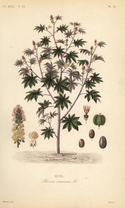 نبات الخروع أو زيت الخروع ، Ricinus communis ، Ricin بواسطة غير معروف