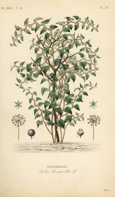 قطة خضراء أو قطب ، Smilax glauca ، Smilax sarsaparilla ، Salsepareille ، نقش فولاذي ملون يدويًا بواسطة Debray بعد رسم توضيحي نباتي بواسطة Edouard Maubert من Pierre Oscar Reveil ، A بواسطة غير معروف
