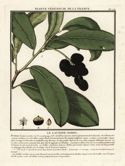 غار الكرز ، Prunus laurocerasus. بواسطة فنان غير معروف