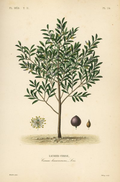 غار الكرز أو شجرة الغار الإنجليزية ، Prunus laurocerasus ، Cerasus laurocerasus ، Laurier-cerise بواسطة غير معروف