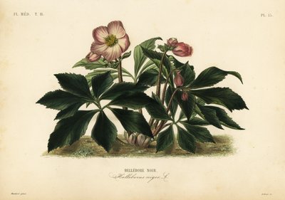 وردة عيد الميلاد أو خربق أسود ، Helleborus niger ، Hellebore noir بواسطة غير معروف