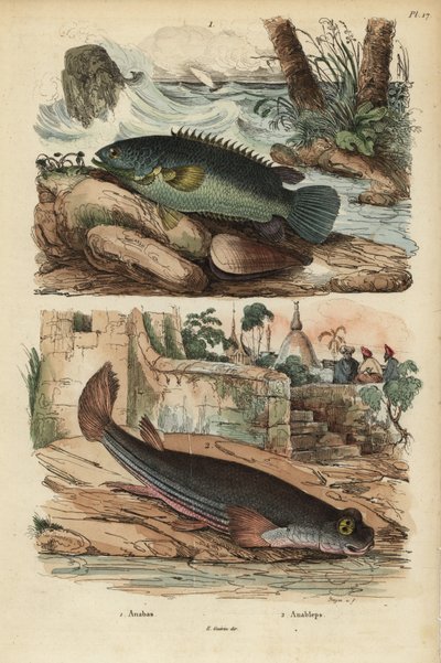 تسلق الفرخ ، Anabas testudineus 1 ، والسمك رباعي العيون ، Anabas anableps 2 بواسطة غير معروف