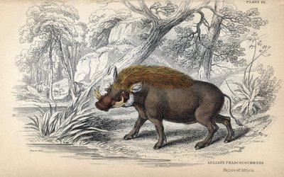 الفاكوتشير الأفريقي الشائع (Phaochoerus africanus). نقش نحاسي لويليام ليزارس، استنادًا إلى رسم لجيمس ستيوارت، نُشر في مكتبة عالم الطبيعة: الثدييات والباشويدروم ورباعيات الأرجل ذات الجلد الناعم، حرره و. هـ. بواسطة فنان غير معروف