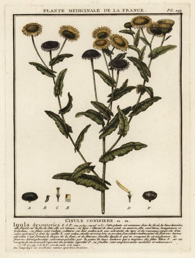 fleabane الشائع ، Pulicaria dysenterica. بواسطة فنان غير معروف