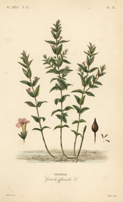 قنفذ مشترك أو عشب نعمة ، Gratiola officinalis ، Gratiole بواسطة غير معروف