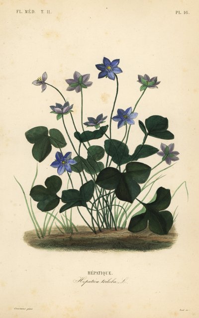 الكبد أو الكبد الشائع ، شقائق النعمان الكبدية ، Hepatica triloba ، Hepatique بواسطة غير معروف