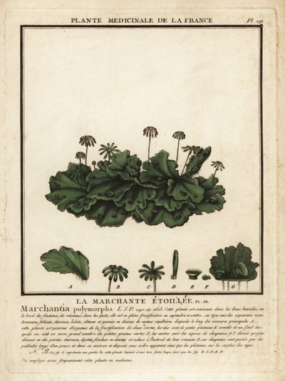 الكبد الشائع ، Marchantia polymorpha. بواسطة فنان غير معروف