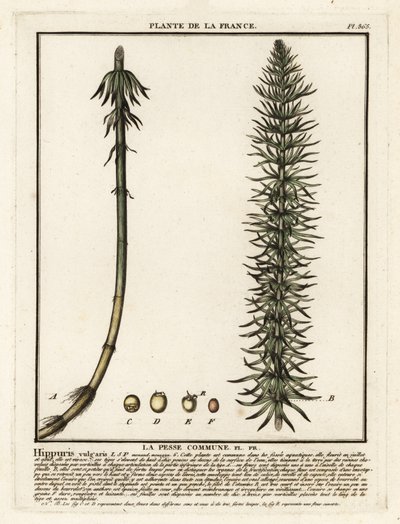 ذيل الفرس الشائع ، Hippuris vulgaris. بواسطة فنان غير معروف