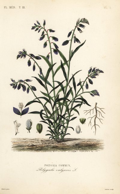 اللبن الشائع ، Polygala vulgaris ، بلدية بوليغالا بواسطة غير معروف