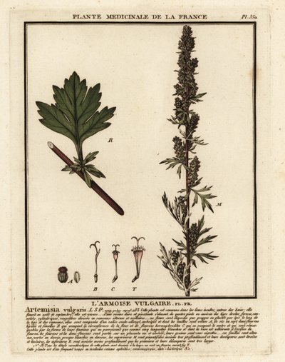 mugwort الشائع ، Artemisia vulgaris. بواسطة فنان غير معروف