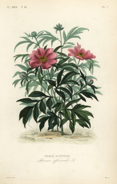الفاوانيا الشائعة أو فاوانيا الحديقة ، Paeonia officinalis ، Pivoine officinale بواسطة غير معروف