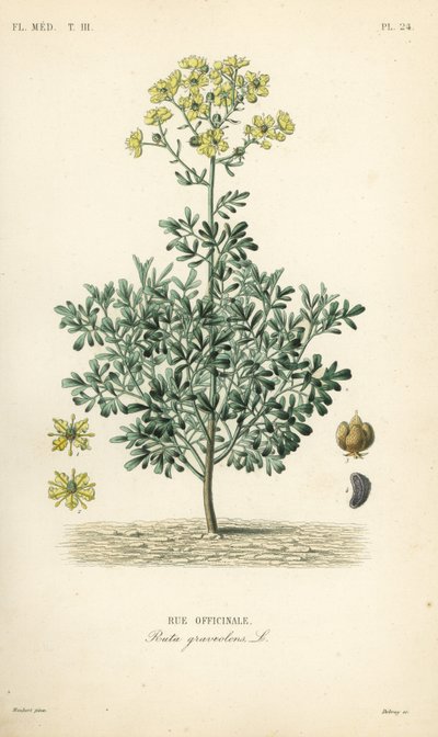 الحرمل أو عشب النعمة الشائع ، Ruta gravolens ، Rue officinale بواسطة غير معروف