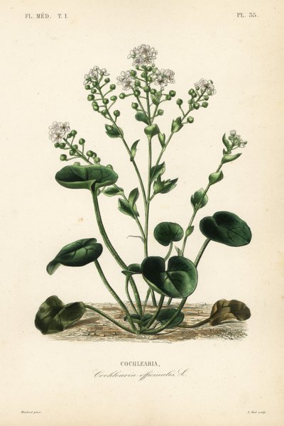 الاسقربوط أو spoonwort الشائع ، Cochlearia officinalis ، Cochlearia بواسطة غير معروف