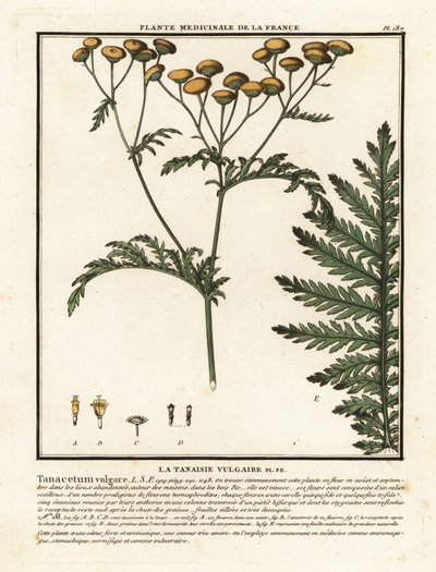 حشيشة الدود الشائعة ، Tanacetum vulgare. بواسطة فنان غير معروف