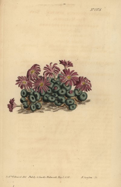 Conophytum minutes (Tiny fig-marigold، Mesembryanthemum minutes) بواسطة غير معروف