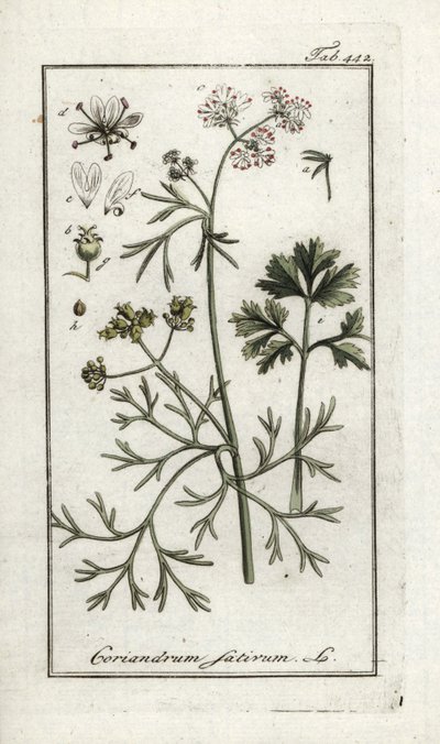 كزبرة (كورياندروم ساتيفوم). مطبوعة حجرية من "Afbeelding der Artseny-Gewassen" ليوهانس زورن (1739-1799)، هولندا بواسطة فنان غير معروف