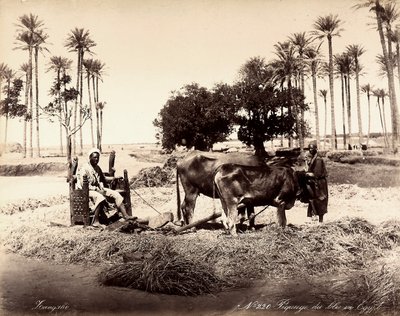  بواسطة فنان غير معروف