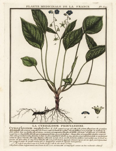 نبات السرة الزاحف ، Omphalodes verna. بواسطة فنان غير معروف