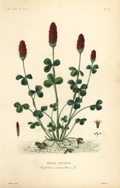 البرسيم القرمزي أو البرسيم الإيطالي ، Trifolium incarnatum ، Trefle incarnat بواسطة غير معروف