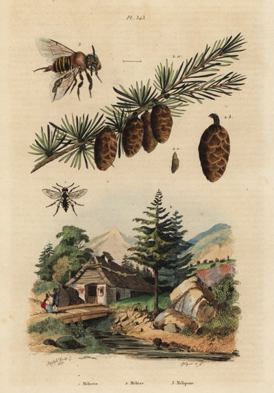 نحل الكوكو ، Melecta albifrons 1 ، شجرة الصنوبر الأوروبية ، Larix decidua 2 ، ونحل عسل Melipona اللاذع ، Melipona favosa 3 بواسطة غير معروف