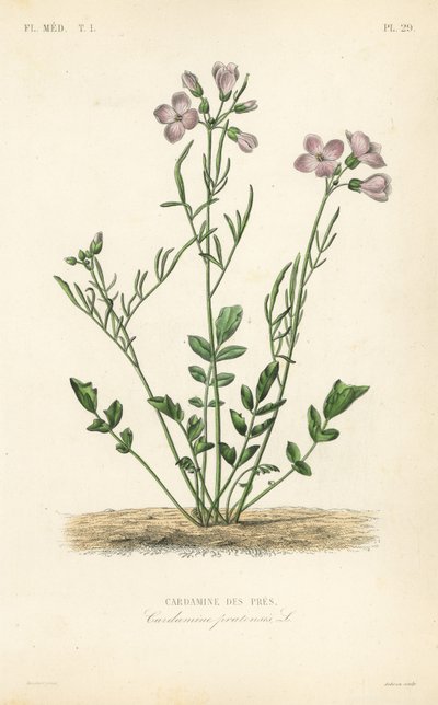 Cuckooflower ، Cardamine pratensis ، Cardamine des pres بواسطة غير معروف