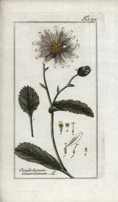 زهرة الأقحوان (Leucanthemum vulgare). مطبوعة حجرية من "Afbeelding der Artseny-Gewassen" ليوهانس زورن (1739-1799)، هولندا بواسطة فنان غير معروف