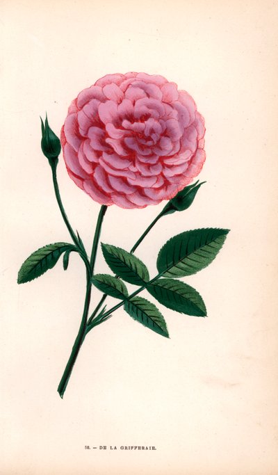زهرة دي لا غريففيري المهجنة من نوع روزا متعدد الزهور، ظهرت في الأسواق حوالي عام 1846. مطبوعة حجرية بالكروموليثوغرافيا مرسومة ومطبوعة بالطباعة الحجرية بعد الطبيعة بواسطة ف. غروبون من كتاب "الورود" لهيبوليت جامان ويوجين فورني في باريس، ج. روتشيلد بواسطة فنان غير معروف