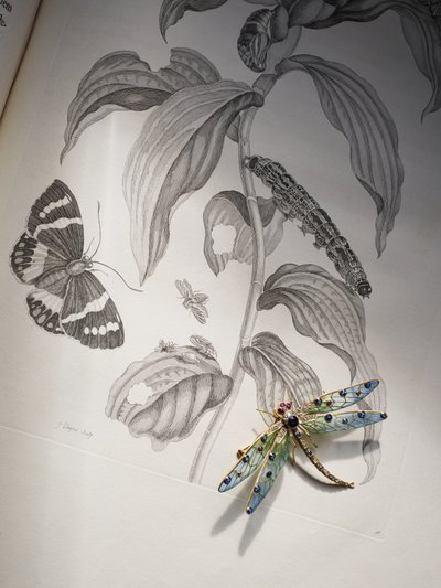 مجوهرات ديبورا ديفونشاير للعلة والحشرات على قمة "Metamorphosis Insectorum" بقلم ماريا سيبيلا ميريان بواسطة حشيشة الملاك (Attr. To) Kauffmann