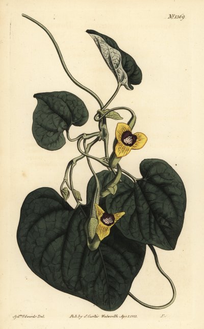 نبتة ناعمة الأوراق ، Aristolochia tomentosa بواسطة غير معروف