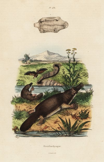 خلد الماء منقار البط ، Ornithorhynchus anatinus بواسطة غير معروف