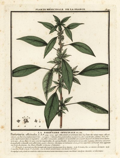 شرق pellitory-of-the-wall ، Parietaria officinalis. بواسطة فنان غير معروف
