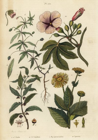 Elecampane ، Inula helenium 1-3 ، البنفسجي الأخضر ، Hybanthus الأنواع Ionidium polygalifolium 4-6 ، ipecacuanha ، Carapichea ipecacuanha 7-9 ، ومجد الصباح ، Ipomoea insignis 10 بواسطة غير معروف