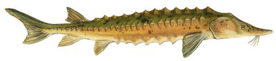 بحيرة سمك الحفش - بحيرة سمك الحفش (Acipenser fulvescens) بواسطة فنان غير معروف