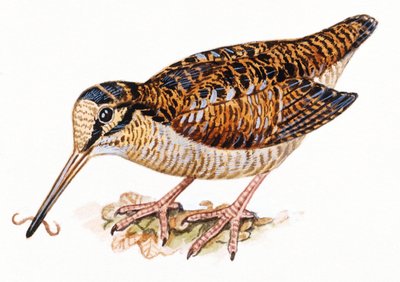 أوراسيا وودكوك ، Scopolax rusticola بواسطة غير معروف