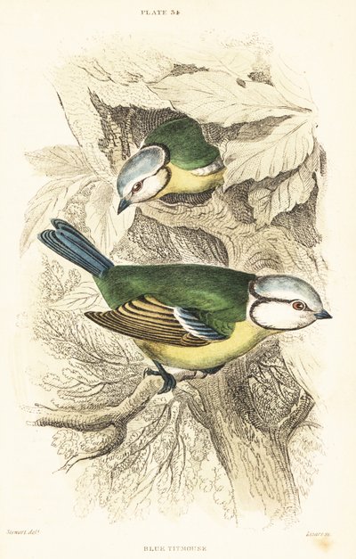 الحلمة الزرقاء الأوراسية ، Cyanistes caeruleus ، 1889 (نقش) بواسطة فنان غير معروف