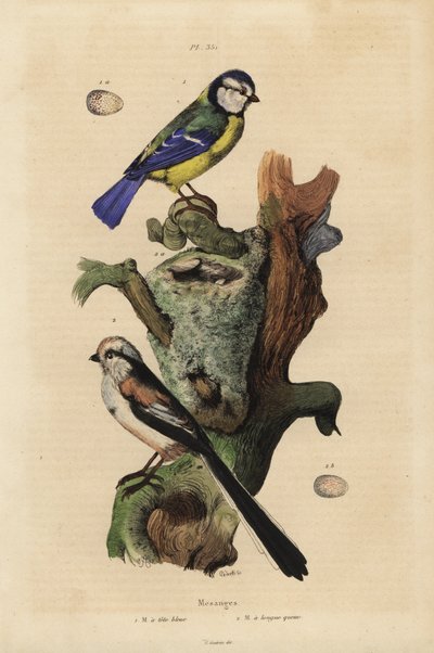 الحلمة الزرقاء الأوراسية ، والزرقة الزرقاء ، والبيض ، والذيل طويل الذيل ، Aegithalos caudatus ، مع العش والبيض بواسطة غير معروف