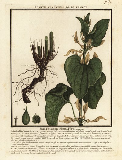 قشور الولادة الأوروبية ، التهاب البرغوث Aristochia clematitis. بواسطة فنان غير معروف