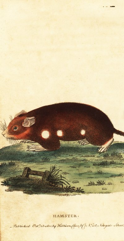 الهامستر الأوروبي ، Cricetus cricetus. مهددة بالانقراض. ، 1800 (نقش) بواسطة فنان غير معروف