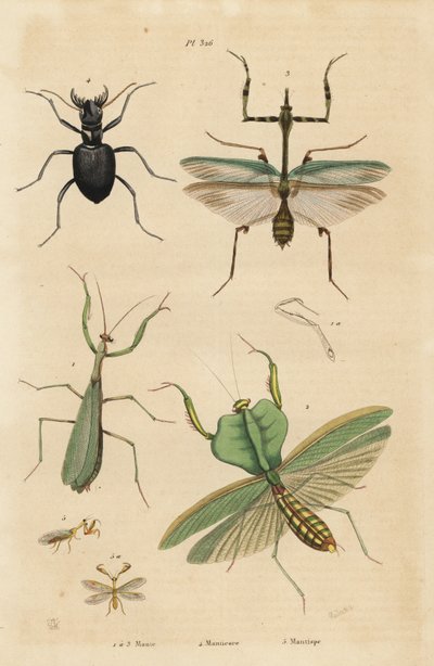 السرعوف الأوروبي ، السرعوف الديني 1 ، السرعوف الورقي ، Choeradodis rhomboidea 2 ، خنفساء النمر ، Manticora latipennis 3 ، Mantidfly ، Mantispa Styriaca 4 بواسطة غير معروف