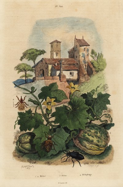 خنفساء الزيت الأوروبية ، Meloe proscarabaeus 1 ، 2 ، البطيخ de Honfleur ، كوكوميس ميلو 3 ، وكيد الأغنام ، Melophagus ovinus 4 بواسطة غير معروف