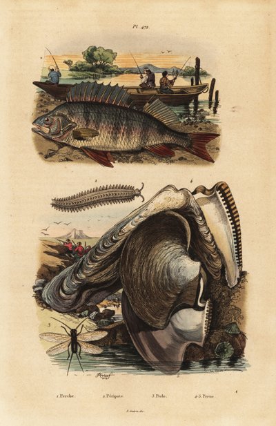 الفرخ الأوروبي ، بيركا فلفياتيليس 1 ، الدودة المخملية ، Peripatus iuliformis 2 ، الدانتيل ، Perla marginata 3 ، والمحار اللؤلؤي ، Isognomon isognomum 4. بيرش ، Peripate ، Perle ، بيرن بواسطة غير معروف