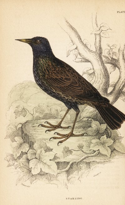 الزرزور الأوروبي ، Sturnus vulgaris ، 1889 (نقش) بواسطة فنان غير معروف