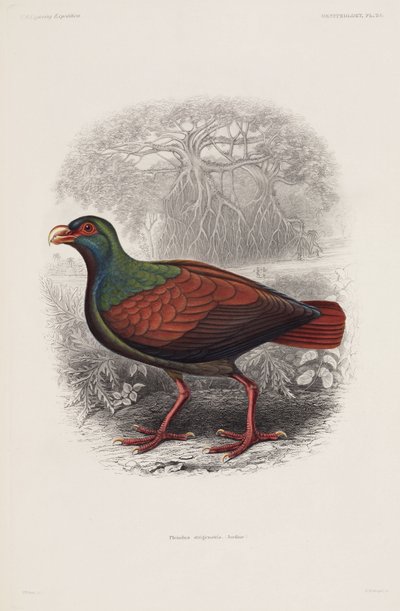 طائر غريب بواسطة غير معروف