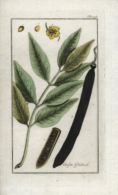 سين زائفة، شجرة خروب مزيفة، دش ذهبي أو كانفير (كاسيا فيستولا). مطبوعة حجرية من "Afbeelding der Artseny-Gewassen" ليوهانس زورن (1739-1799)، هولندا بواسطة فنان غير معروف