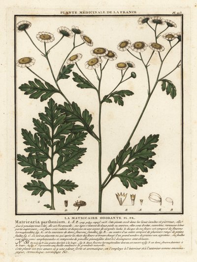 الينسون ، Tanacetum parthenium. بواسطة فنان غير معروف