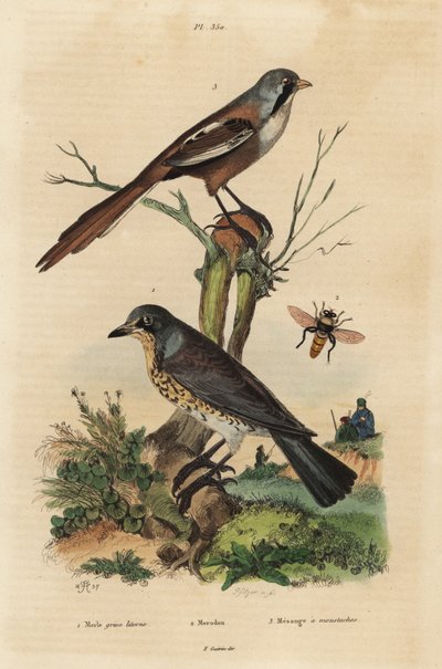 Fieldfare ، Turdus pilaris ، و reedling الملتحي ، Panurus biarmicus Le Merle grive litorne ، merodon et mesange a mustaches بواسطة غير معروف