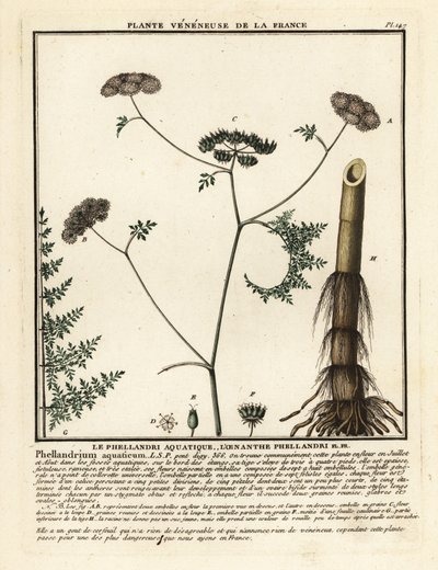 Fineleaf water dropwort ، Oenanthe aquatica. بواسطة فنان غير معروف