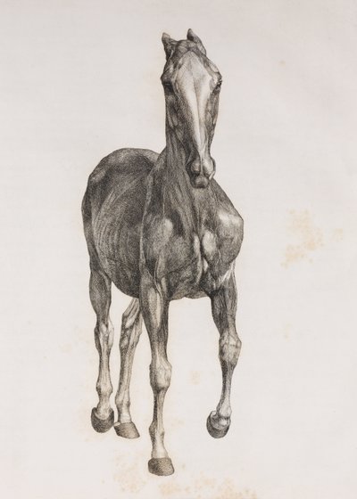 First dissected layer of a horse, front view بواسطة غير معروف