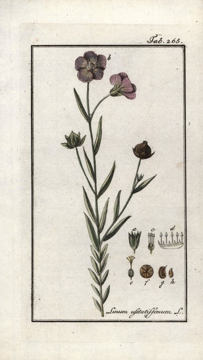 بذور الكتان (Linum usitatissimum). مطبوعة حجرية من "Afbeelding der Artseny-Gewassen" ليوهانس زورن (1739-1799)، هولندا بواسطة فنان غير معروف